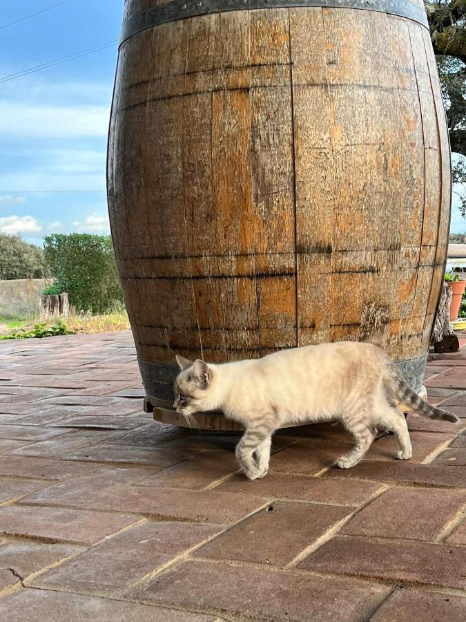 Vila Verde de Ficalho Aproveite O Sabor Do Alentejo 빌라 외부 사진
